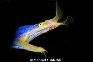 Blue ribbon eel. by Mehmet Salih Bilal 